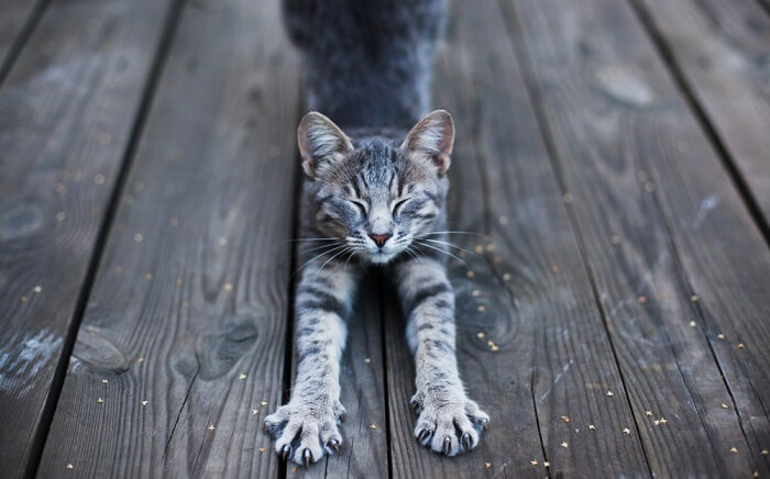 gato gris estirandose