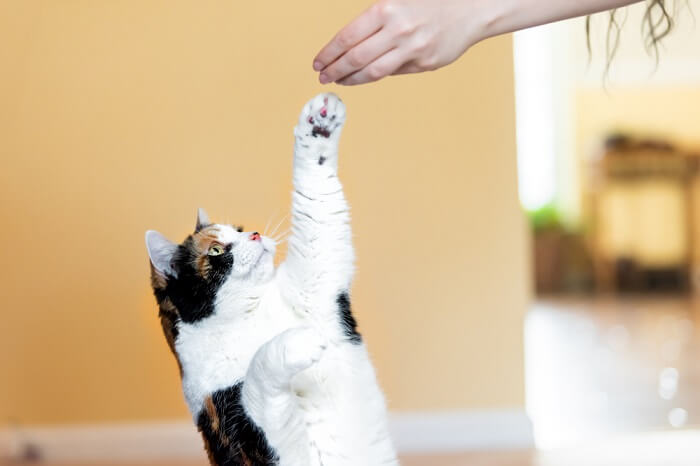 Gato calico alcanzando la mano de un humano