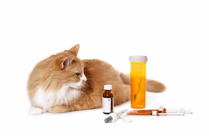 Cómo dosificar la doxiciclina para gatos.