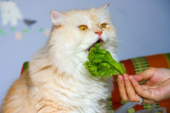 gato comiendo lechuga