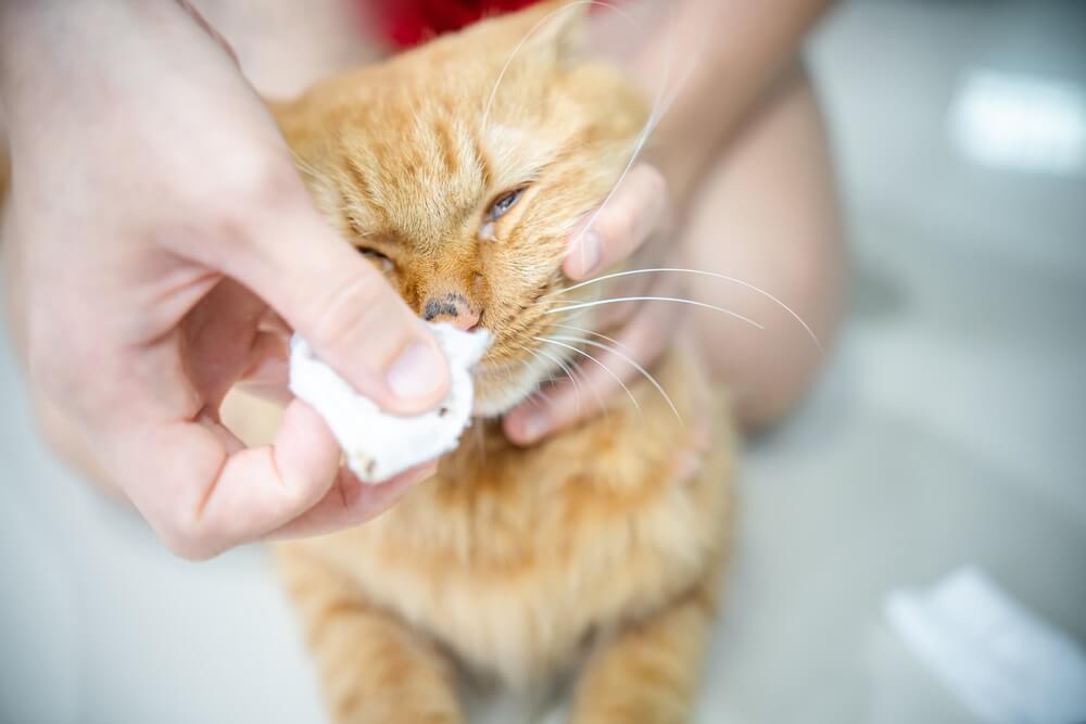 Persona limpiando la nariz de un gato