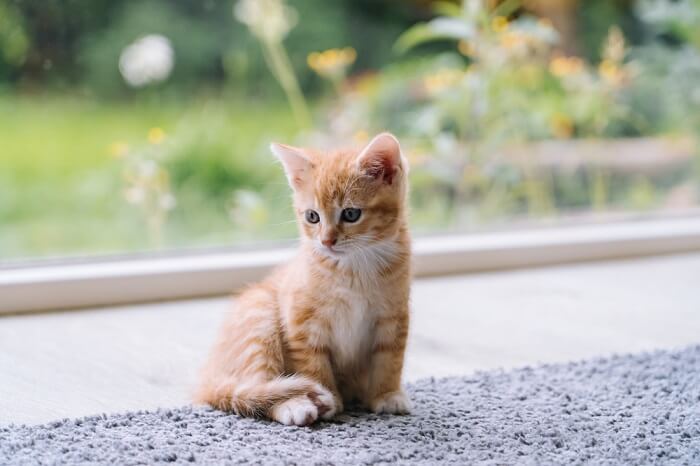Pequeño gatito naranja sobre una alfombra gris