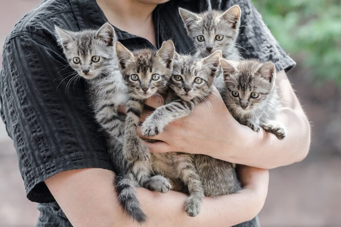 Titular de una camada de gatitos atigrados grises