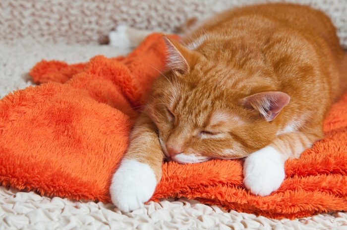 gato acostado sobre una toalla naranja