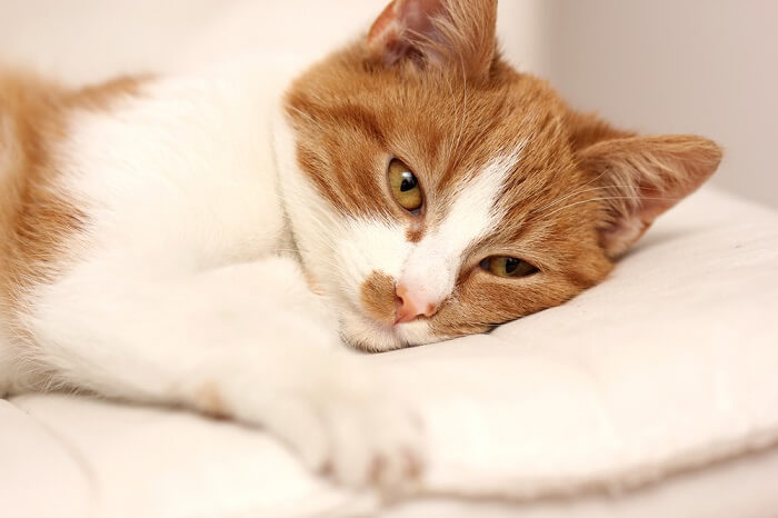 Gato anaranjado y blanco que miente en una almohada blanca;  salmonela en gatos imagen destacada