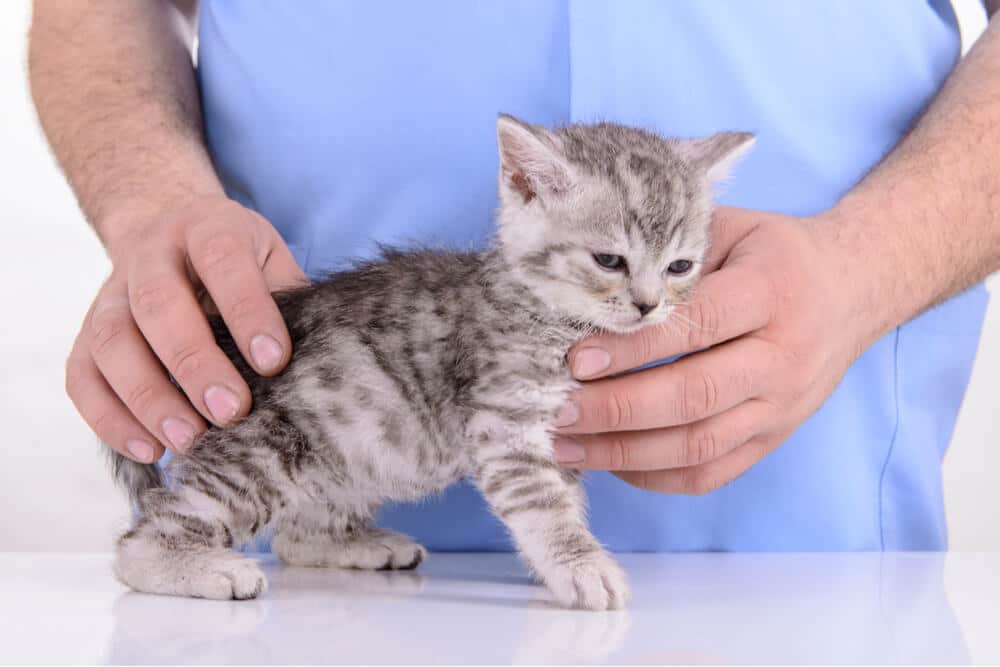 Moquillo felino foto de un gatito en el veterinario