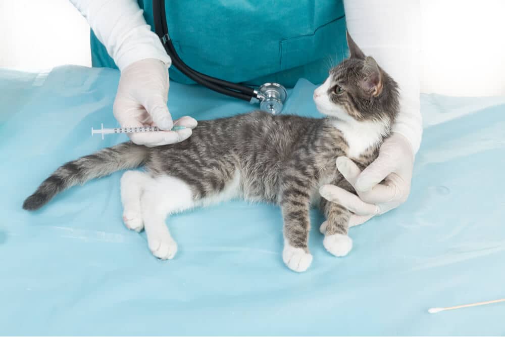 Gatito siendo vacunado