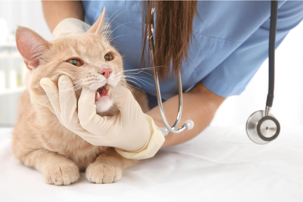 sintomas de gingivitis en gatos