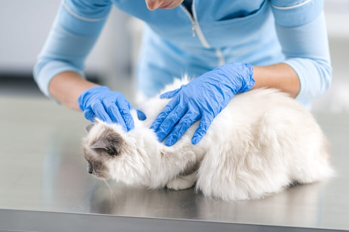 Diagnóstico veterinario de piojos de gato