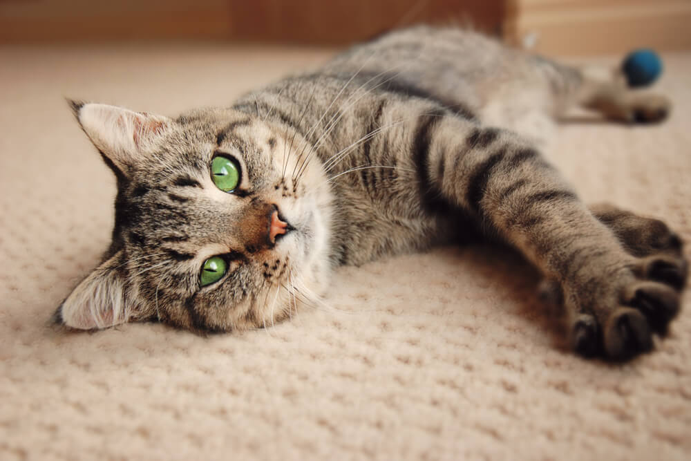 Gato atigrado marrón tumbado en la alfombra