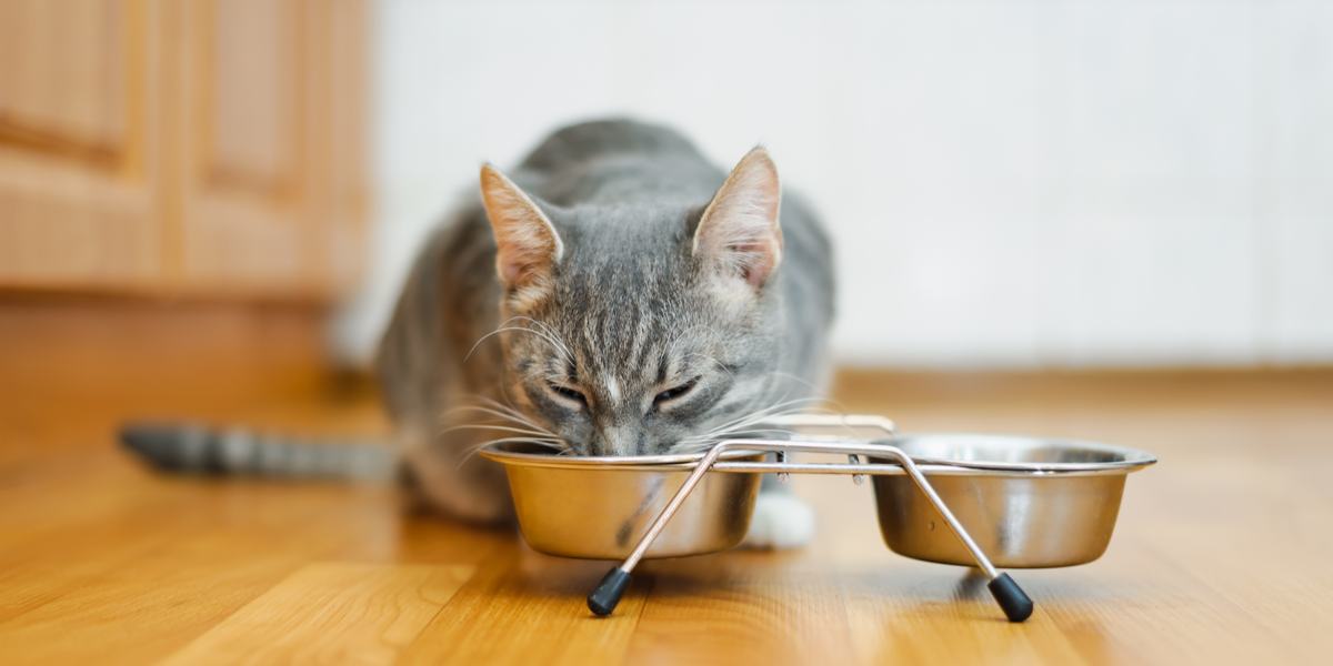 Detectar las señales de que tu gato quiere amor, atención o jugar en lugar de hambre debería ayudar a evitar una alimentación innecesaria.