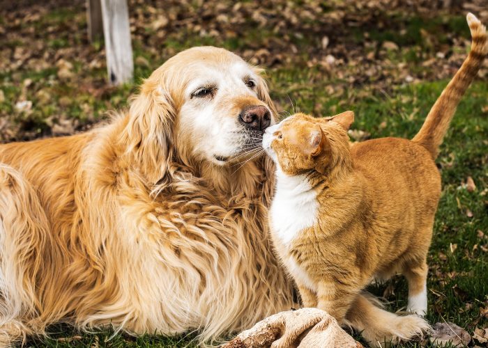 ¿Los gatos se ponen celosos de los perros?