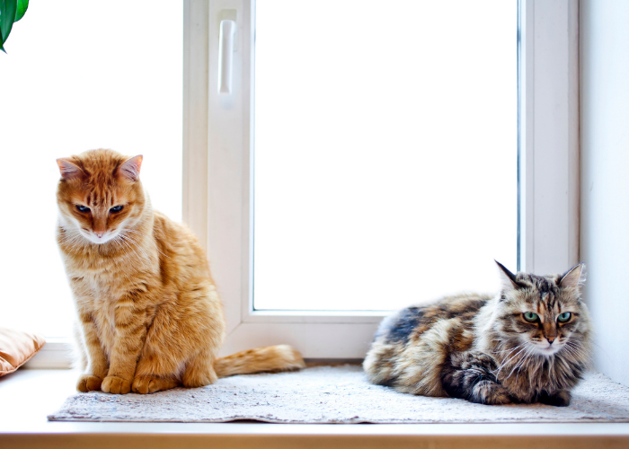 dos gatos sentados juntos