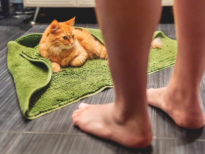 ¿Por qué mi gato orina en la alfombra del baño?