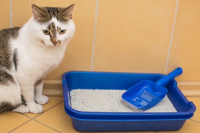 caja de arena para gatos