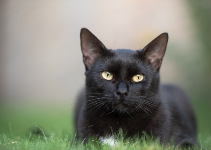 significado espiritual de los gatos negros