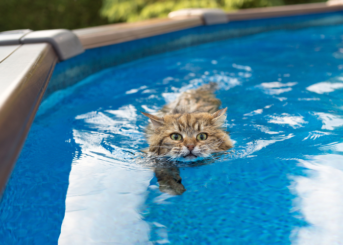 gato los gatos nadan