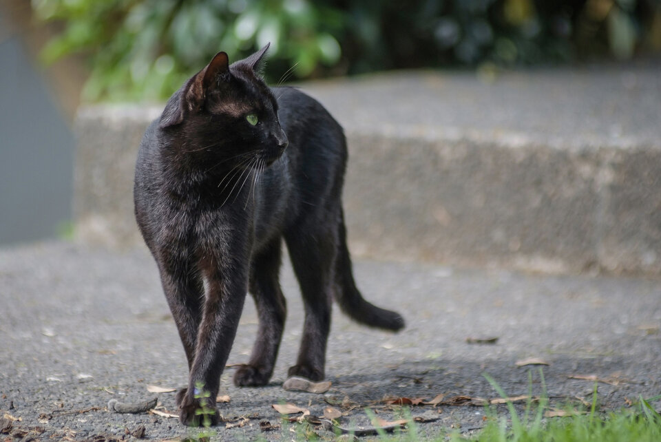 significado espiritual de los gatos negros
