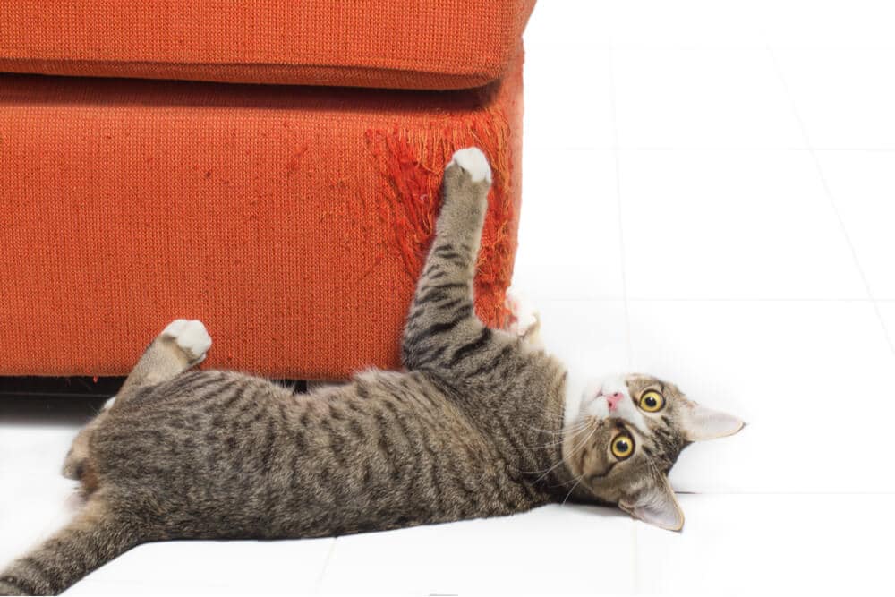 Cómo evitar que tu gato arañe los muebles