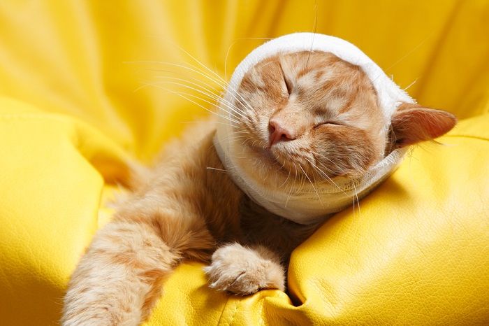los gatos pueden tener dolores de cabeza