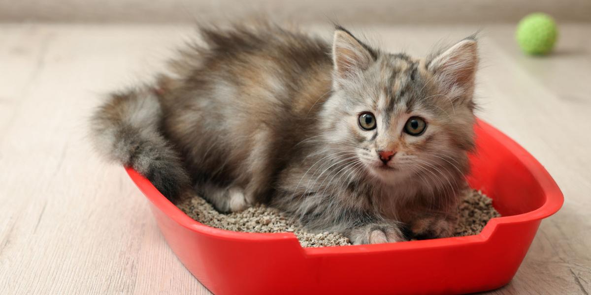 Gatito en una caja de arena