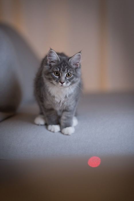 gato jugando juguete láser
