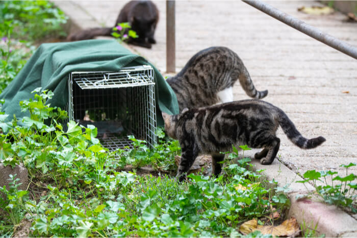 Gatos salvajes cerca de la trampa TNR