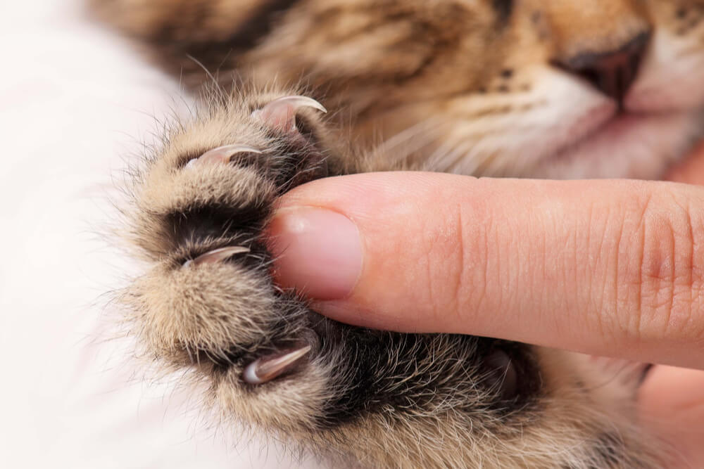 Primer plano de la pata de un gatito con un dedo humano para el contraste