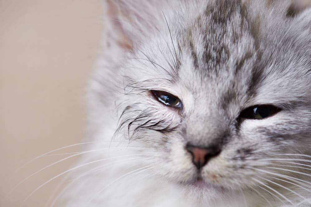 Gato joven con ojo infectado con fugas
