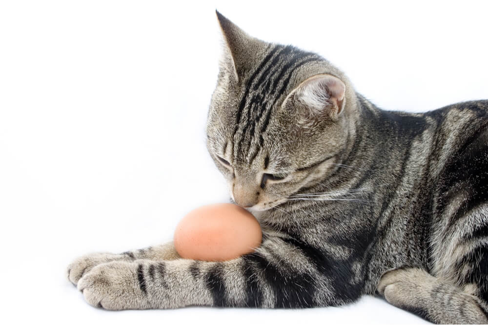 Cómo darle huevos a tu gato