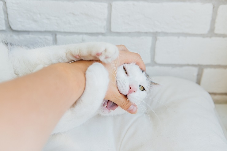 En lugar de ser un problema de higiene, tu gato podría ofenderse si hueles como otros gatos o depredadores.