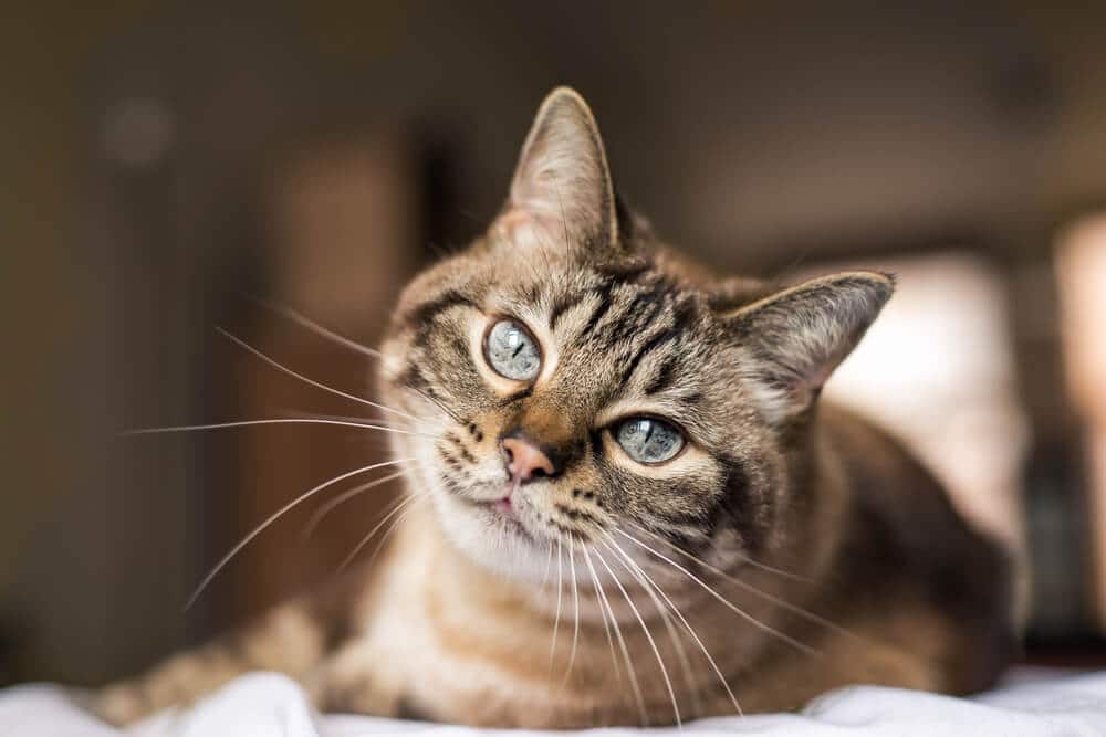 Gato atigrado marrón con convulsiones de gato de ojos azules