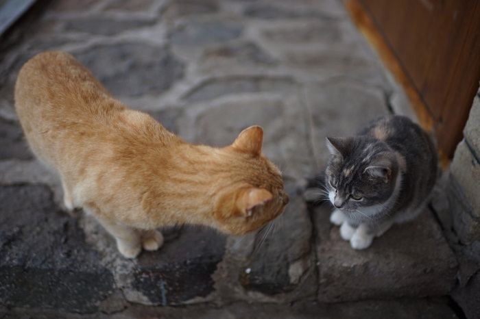 Comunicación de dos gatos