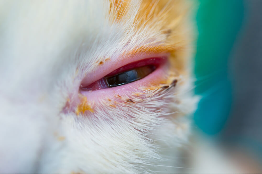 Primer plano de conjuntivitis en ojo de gato
