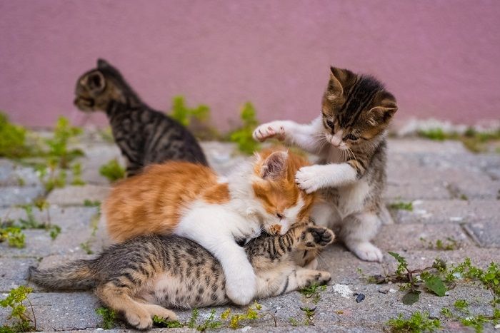 Grupo de cuatro pequeños gatitos están jugando en la calle