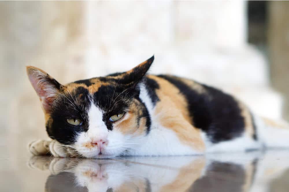 Gato letÃ¡rgico tirado en el suelo SIDA felino