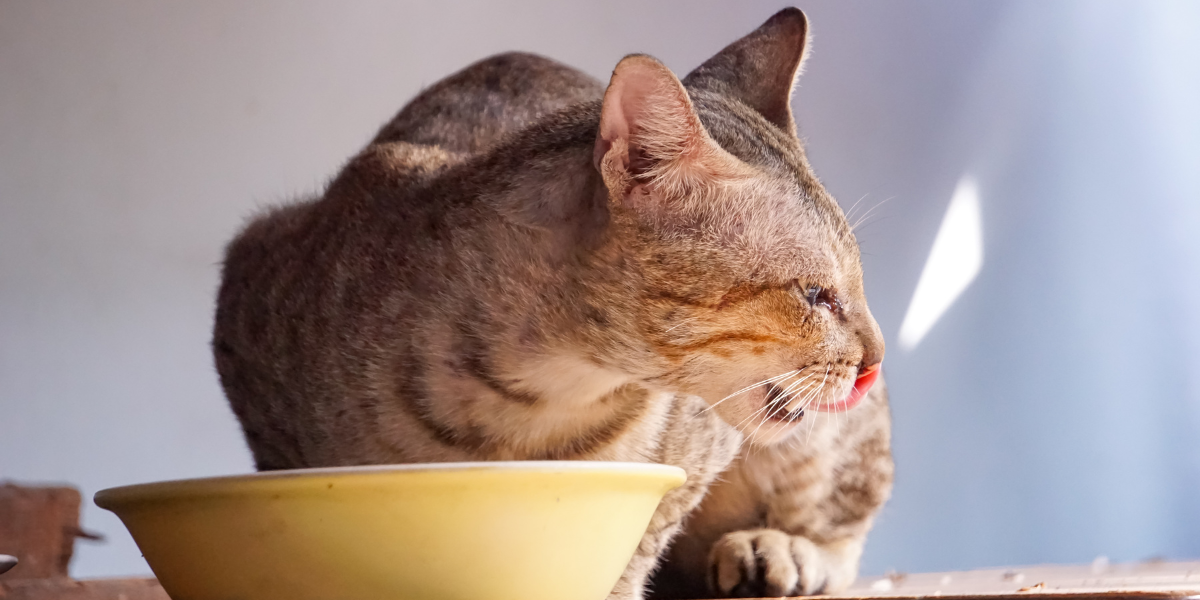 señales de que tu gato tiene alergias alimentarias