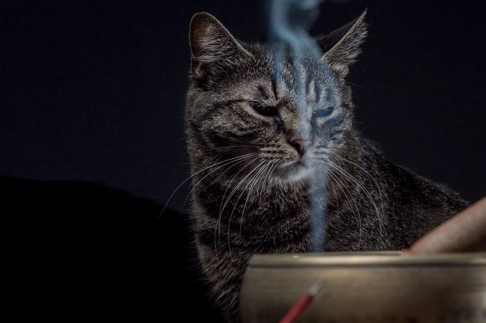 gato oliendo humo de incienso