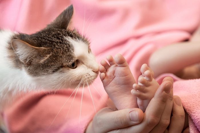 gato oliendo los pies del bebe