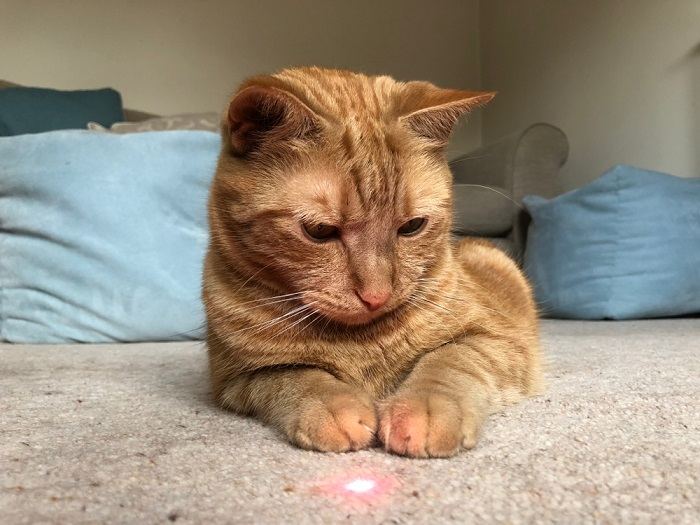 gato mirando juguete láser