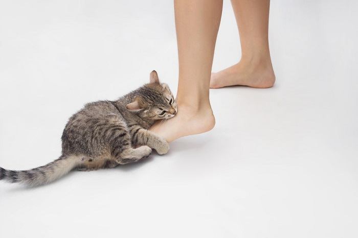 gato atacando los pies de una mujer