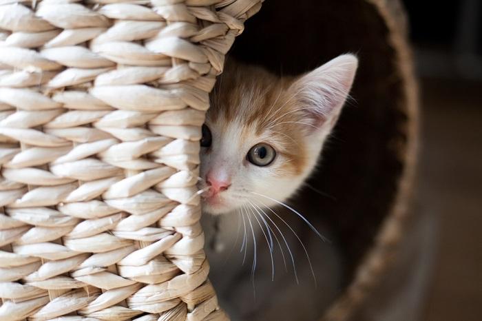gato escondido en la cesta