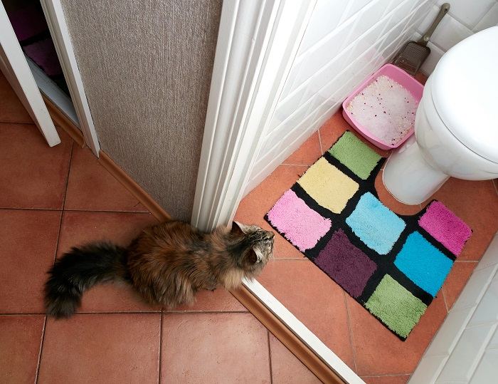 gato de entrenamiento para ir al baño