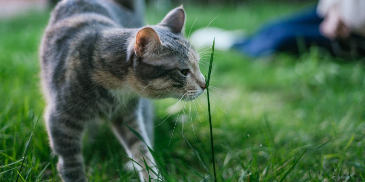 gato oliendo la hierba