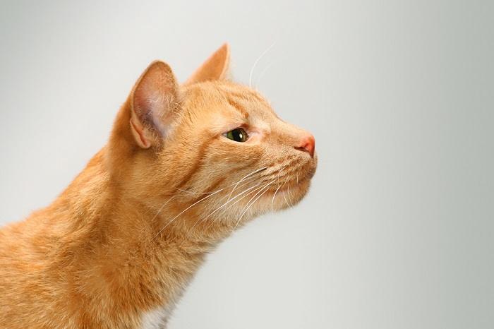 nariz de gato en vista lateral, olor a gato