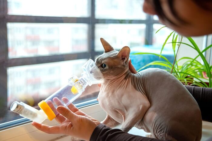 gato usando medicina para el asma
