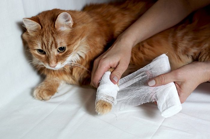 como limpiar una herida de gato