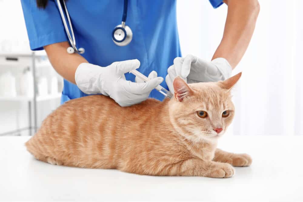 InyecciÃ³n de vacuna felina contra el SIDA en la oficina del veterinario