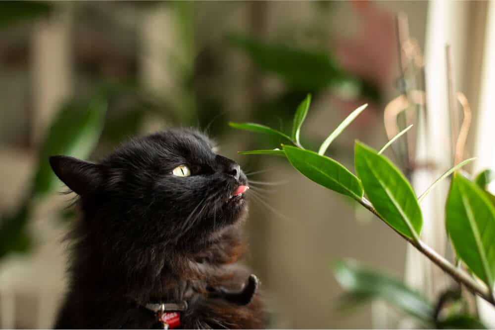 Gato masticando una planta de interior