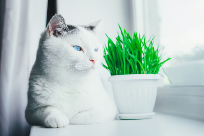 Gato con hierba de gato
